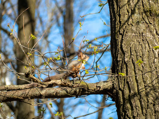 cute squirrel sitting on a tree branch in the summer in the park