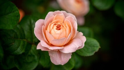 Wall Mural - Pink Rose