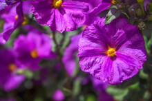 Purple Nightshade Bloom In Spring
