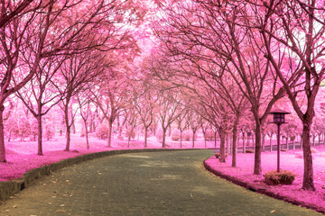 Time: the morning 2021. Location:Viet Nam. Infrared landscape photos: landscapes in the central area of Ho Chi Minh City