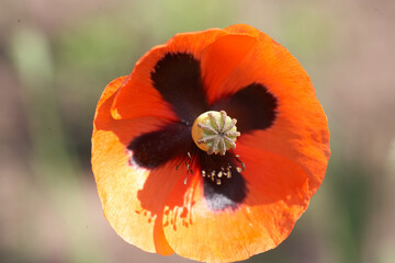 Wall Mural - red poppy flower close-up on a green background