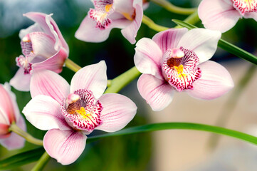 Wall Mural - pink orchid flowers in garden
