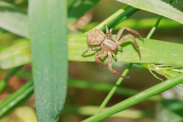 small spider on a blade of grass close-up in the grass