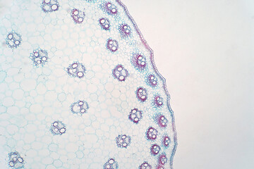 Wall Mural - Cross sections of  monocot stem under light microscope view.