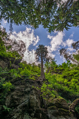 Wall Mural - a big rock and green forest