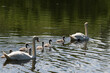 Family of white swans swims on the lake