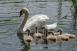 White female swan with a brood of small swans on the lake