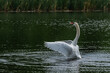 White swan lands on the water surface after flight