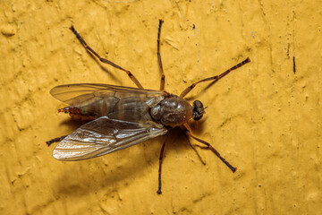 Wall Mural - Soldier Fly, Hughes, ACT, March 2021