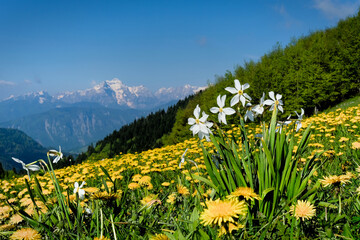 Bouquet of natural daffodils on the Alpine meadow with spectacular snowy mountains background. Scenic landscape from the ridge of Golica towards Triglav in Slovenia.