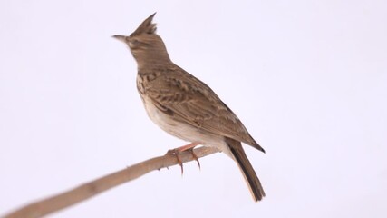 Wall Mural - Crested lark sits on a branch isolated on white screen