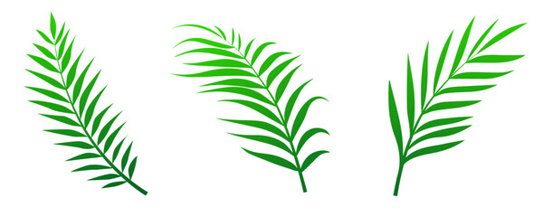 Wall Mural - green palm leaves set isolated on white background
