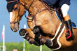 Equestrian Sports photo themed: Horse jumping, Show Jumping, Horse riding, 