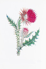 Photograph Of A Vintage Botanical Musk Thistle Plant Illustration
