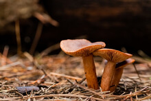 Closeup Shot Of Mushrooms In A Pine Forest Plantation In Tokai Forest, Cape Town, South Africa