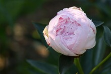 Paeonia Lactiflora 'Sarah Bernhardt' Flower Buds, Pink Peony Just Before Blooming, Beauty In Summer Garden.
