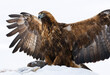 Steenarend, Golden Eagle, Aquila chrysaetos