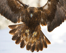 Steenarend, Golden Eagle, Aquila Chrysaetos