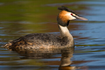 Wall Mural - Fuut, Great Crested Grebe, Podiceps cristatus