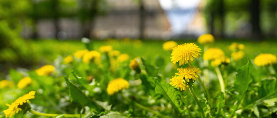 Wall Mural - flowers yellow dandelions in green grass