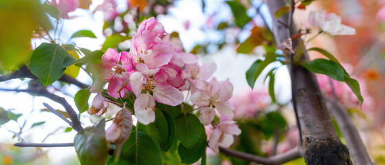 Wall Mural - Light pink white flowers on the tree.