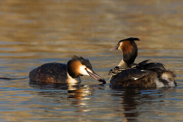 Wall Mural - Great Crested Grebe, Fuut, Podiceps cristatus