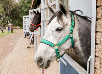 Canvas Print - White horse head poking out of a stable door on a country estate