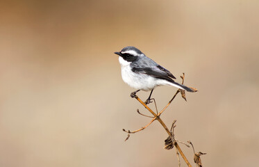 Wall Mural - Grijs Paapje, Grey Bushchat, Saxicola ferreus