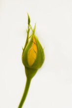 Yellow Rose Bud On A Stem On A White Background 