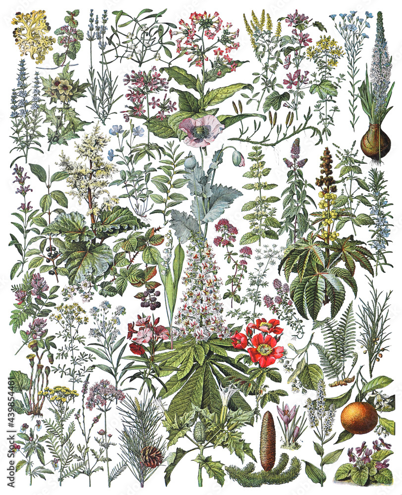 Medicinal plants and herbs collection - vintage illustration from Larousse du xxe siècle - obrazy, fototapety, plakaty 