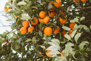 Wall Mural - Ripe tangerines in a summer mediterranean garden