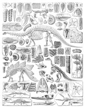 Paleontology - Silurian Period - Animal Fossils And Skeletons Collection - Vintage Engraved Illustration From Larousse Du Xxe Siècle