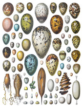 Bird And Animal Eggs Collection - Vintage Illustration From Larousse Du Xxe Siècle
