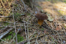 Brown Bay Bolete Mushroom In The Coniferous Woods