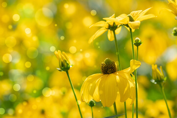 Wall Mural - rudbeckia flower in flower bed background