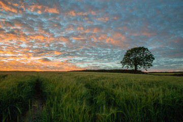 Wall Mural - sunset with beautiful sky in the barley fields, Cornwall, UK