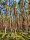 Fototapeta Na ścianę - Drzewa, drzewa, drzewa... i słońce w lesie niedaleko Warszawy