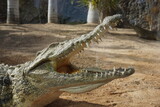 Fototapeta Na ścianę - Krokodyl z otwartą paszczą w zoo na Fuerteventura