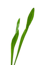 Long Green Blades Of Grass, Plant With Water Drops On White Background, Shallow Deth Of Field