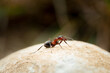 Ant on a stone closeup macro shot