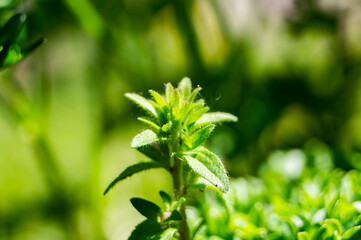 Beautiful green flower spice parsley close-up. macro photo