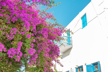 Wall Mural - Greece Mykonos, bougainvillea view by white wahsed house