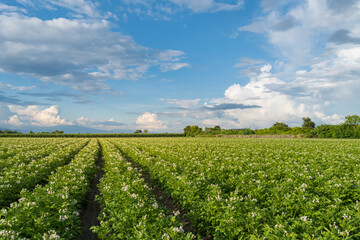 Wall Mural - Potato plantation with cloud and blue sky