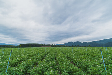 Wall Mural - Potato plantation with cloud and blue sky