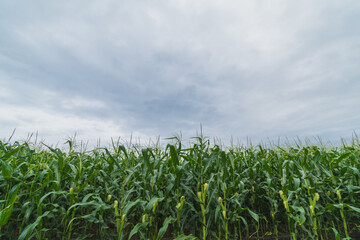 Wall Mural - Green corn plantation with blue sky