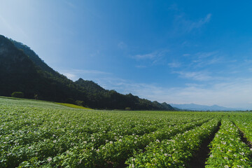 Wall Mural - Potato plantation with cloud and blue sky