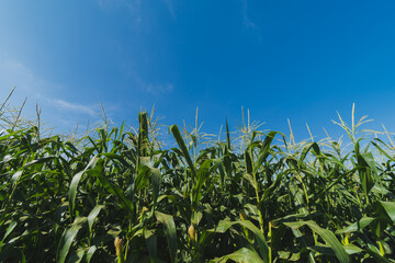 Wall Mural - Green corn plantation with blue sky