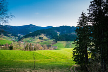 Wall Mural - Germany, Edge of the forest view above green meadows and mountains of schwarzwald nature landscape at sunset in springtime