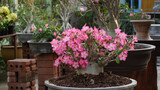Fototapeta Uliczki - Beautiful Pink Adenium in pot (desert rose)