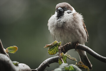 Poster - Sparrow perched on a tree branch